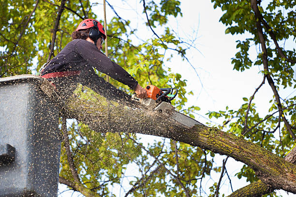 Why Choose Our Tree Removal Services in Hawaiian Paradise Park, HI?