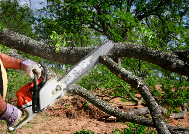 Best Tree Removal  in Hawaiian Paradise Park, HI