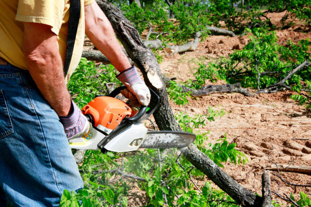 Trusted Hawaiian Paradise Park, HI  Tree Services Experts